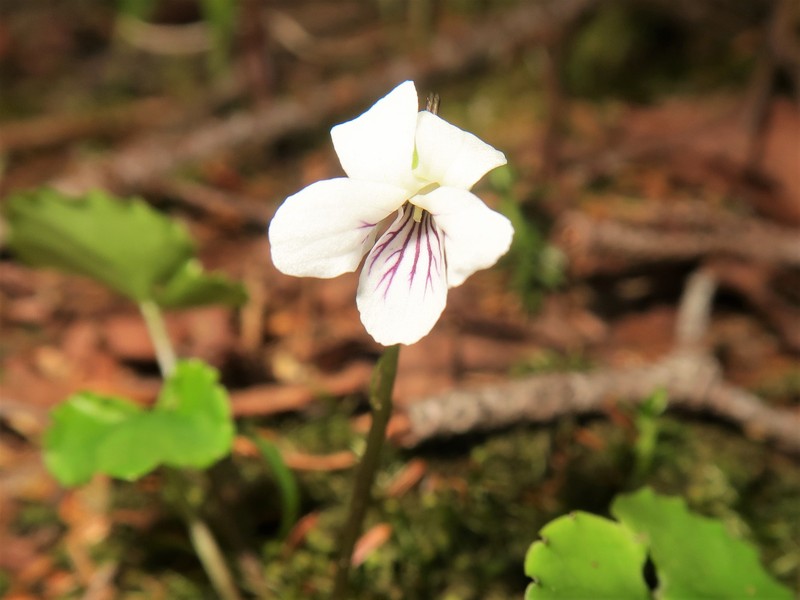 Viola blandiformis photo 5