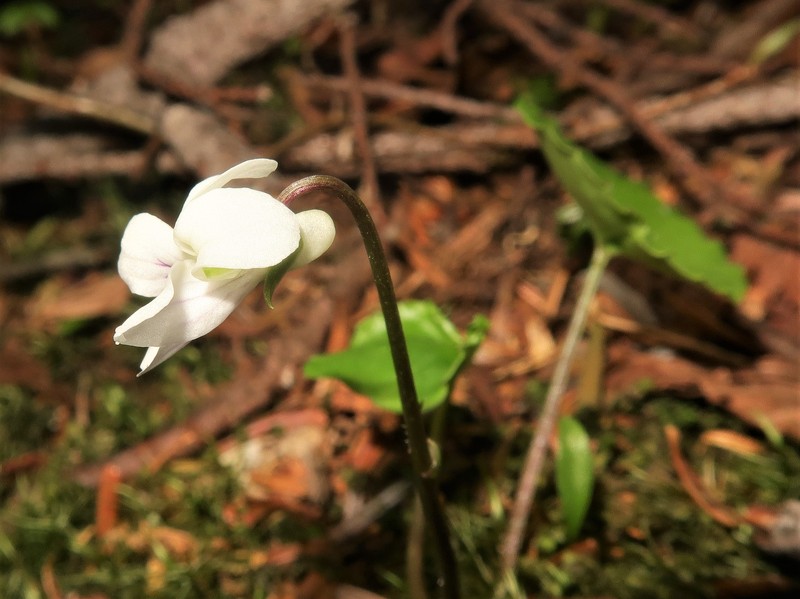 Viola blandiformis photo 6