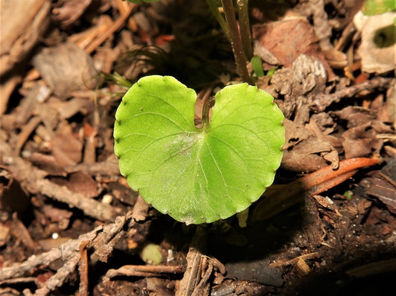 Viola blandiformis photo 7