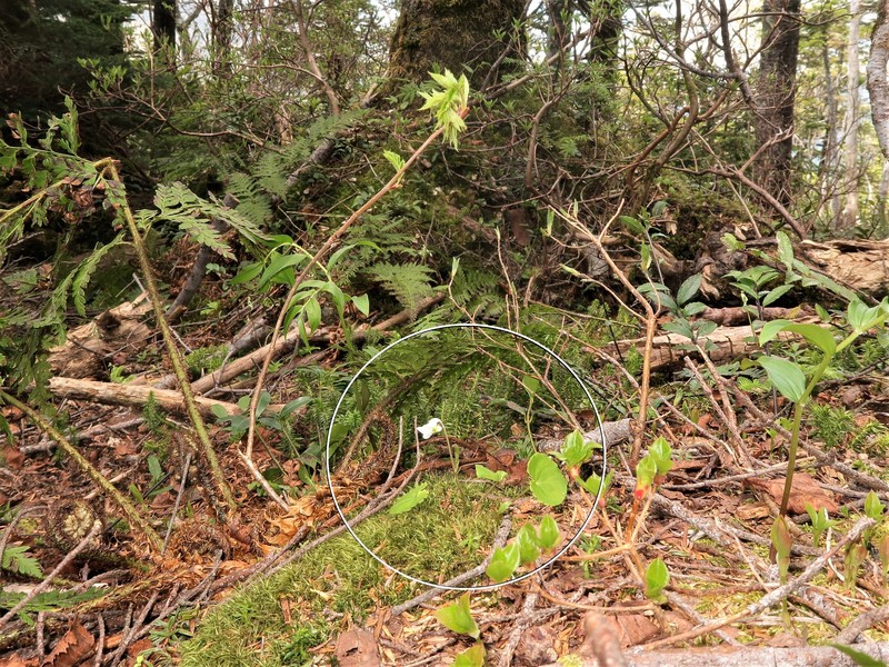 Viola blandiformis photo 8