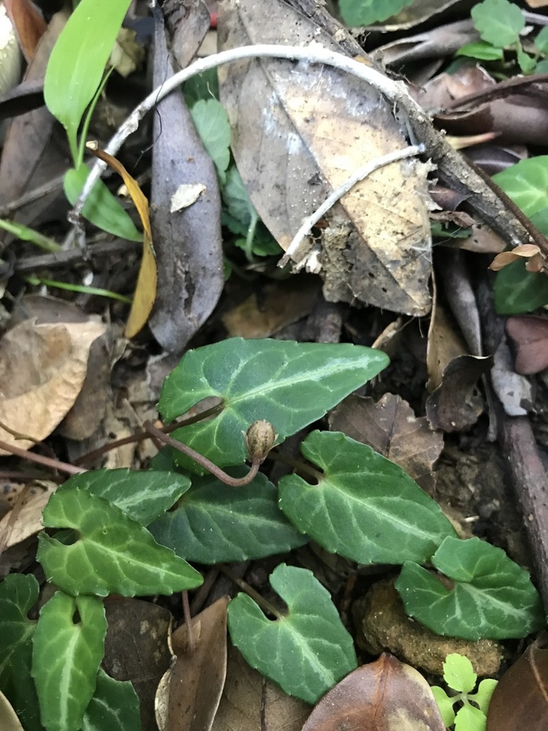 Viola boissieuana photo 2