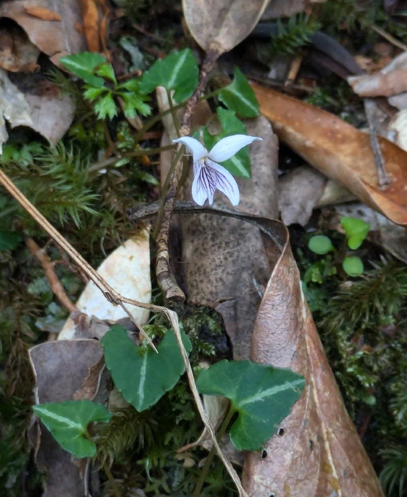 Viola boissieuana photo 3
