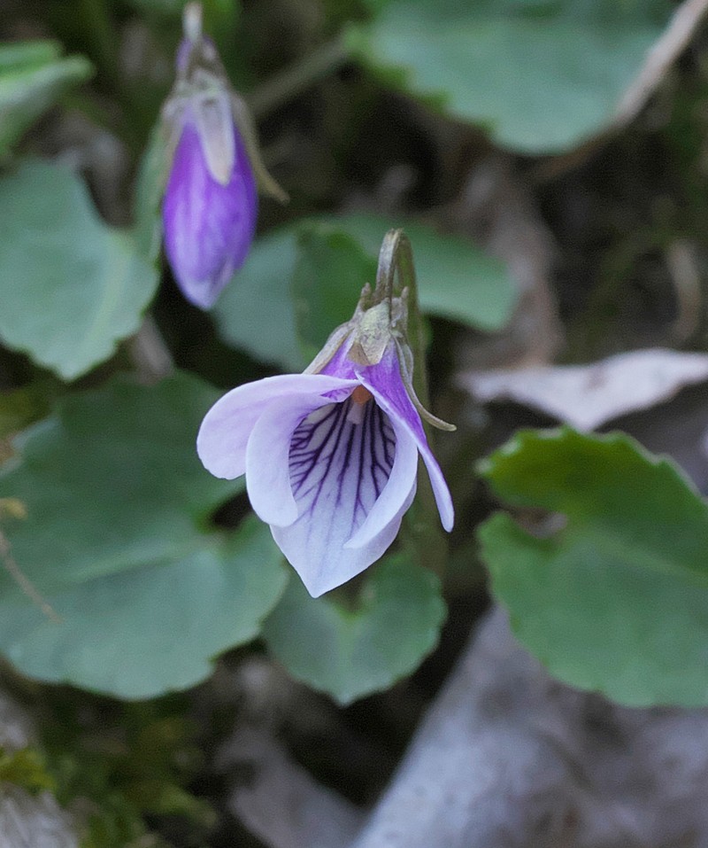 Viola boissieuana photo 4