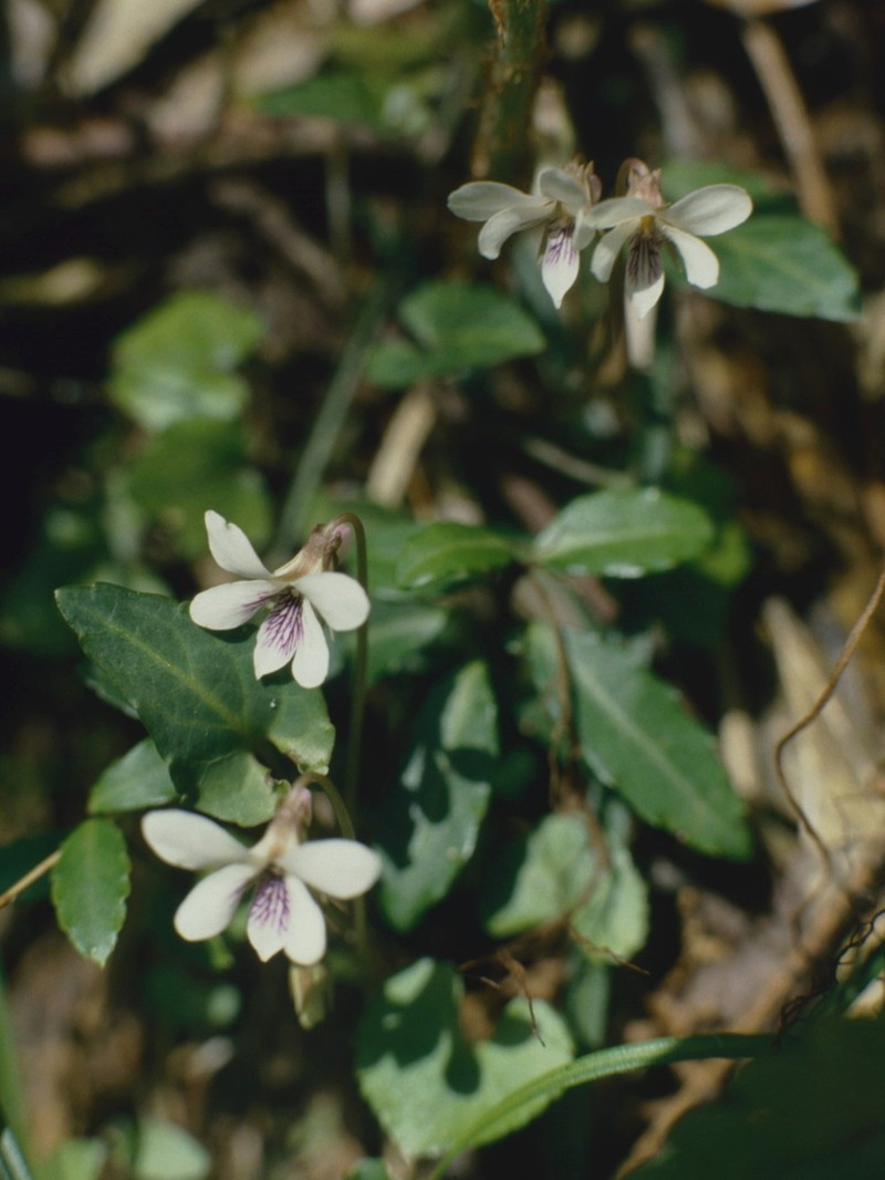 Viola boissieuana photo 5