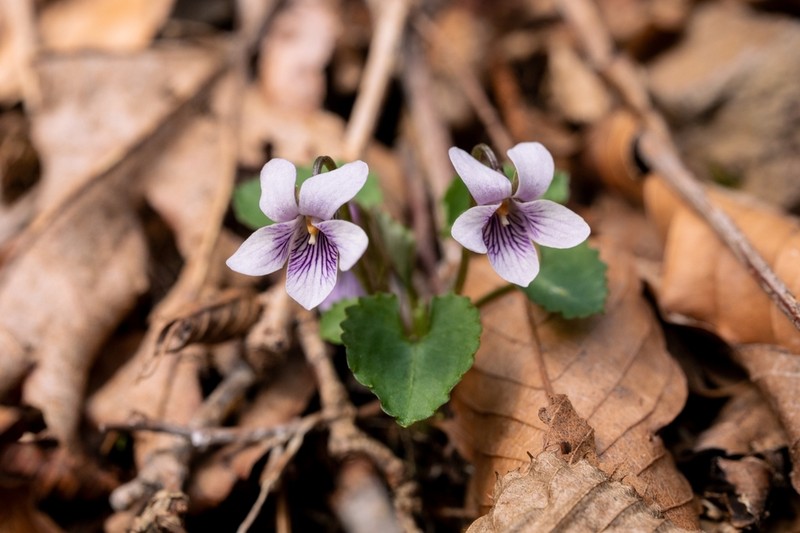 Viola boissieuana photo 6