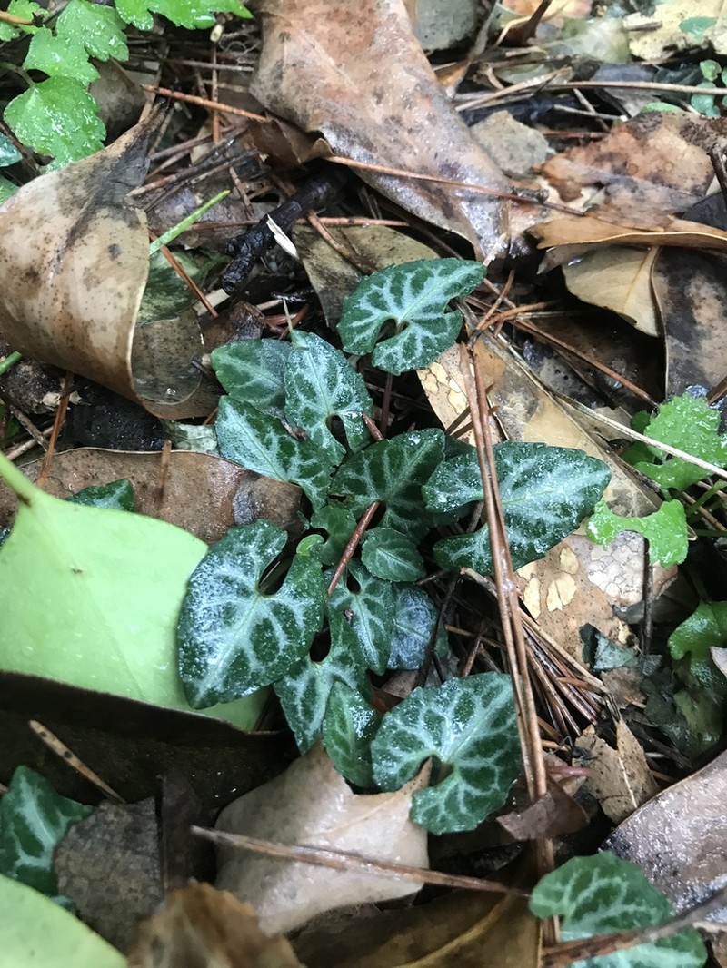 Viola boissieuana photo 7
