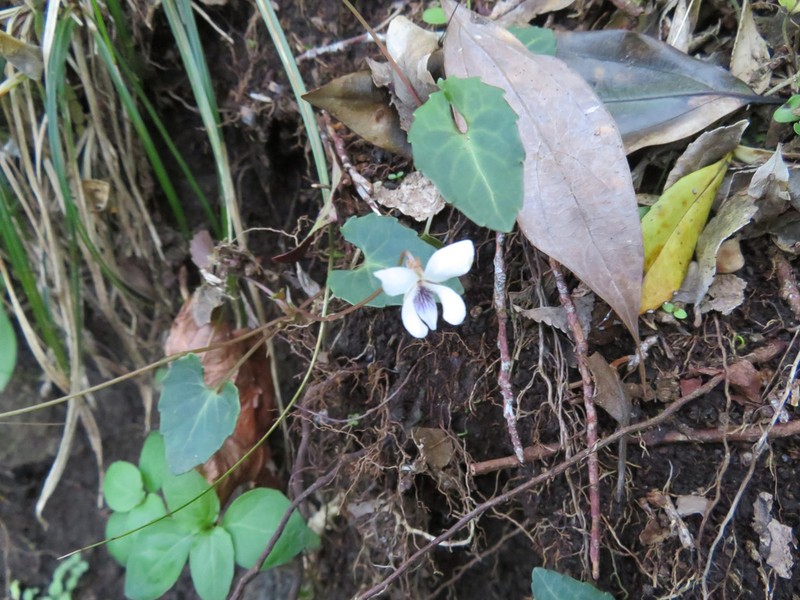 Viola boissieuana photo 8