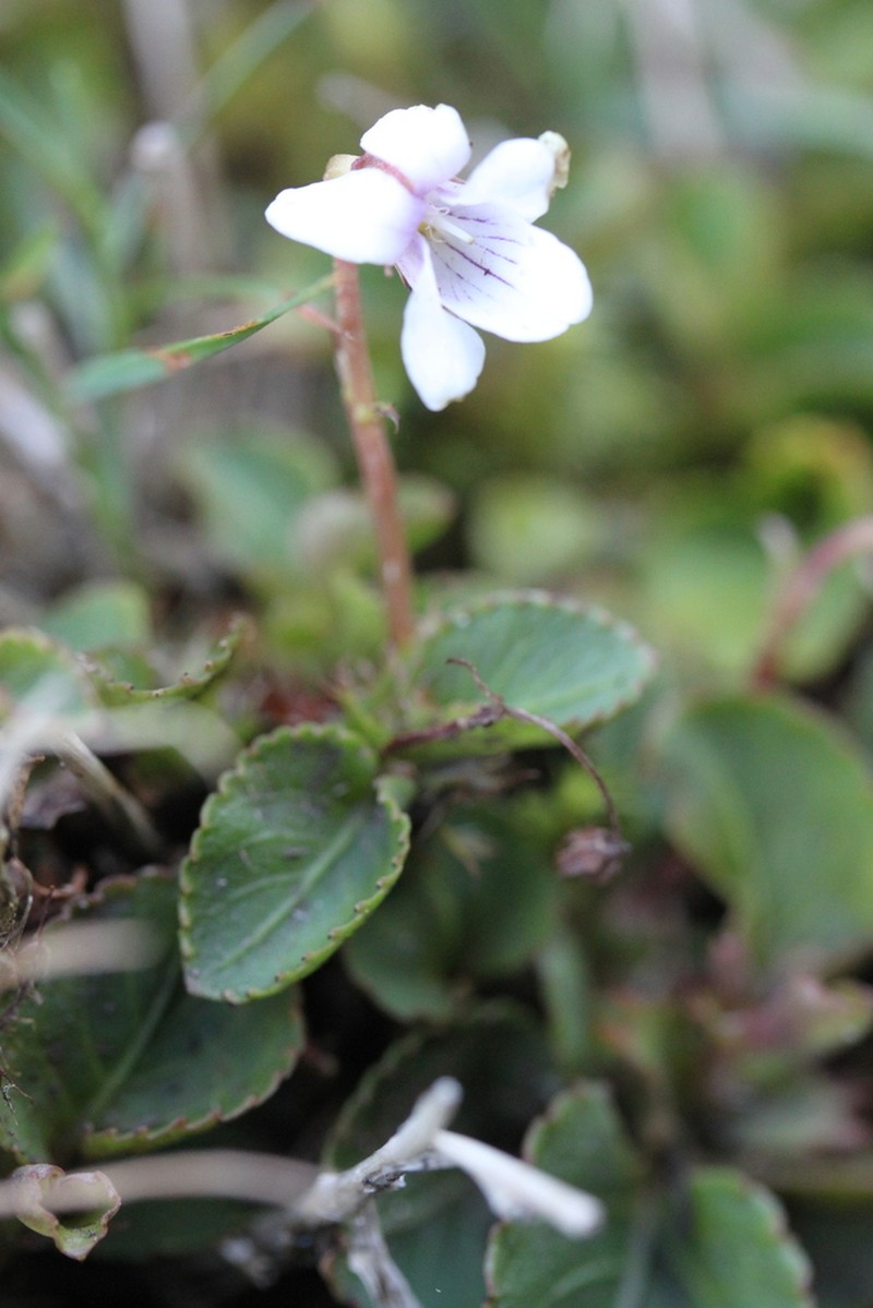 Viola boliviana