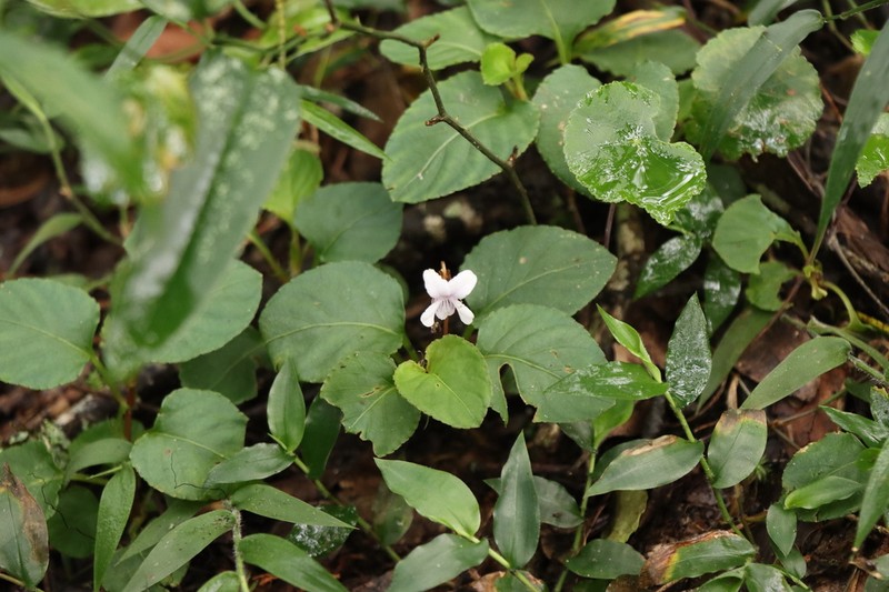 Viola boliviana photo 2