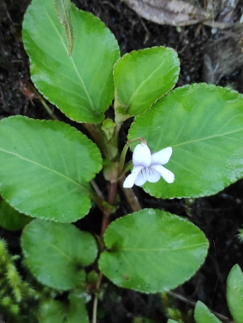 Viola boliviana photo 3