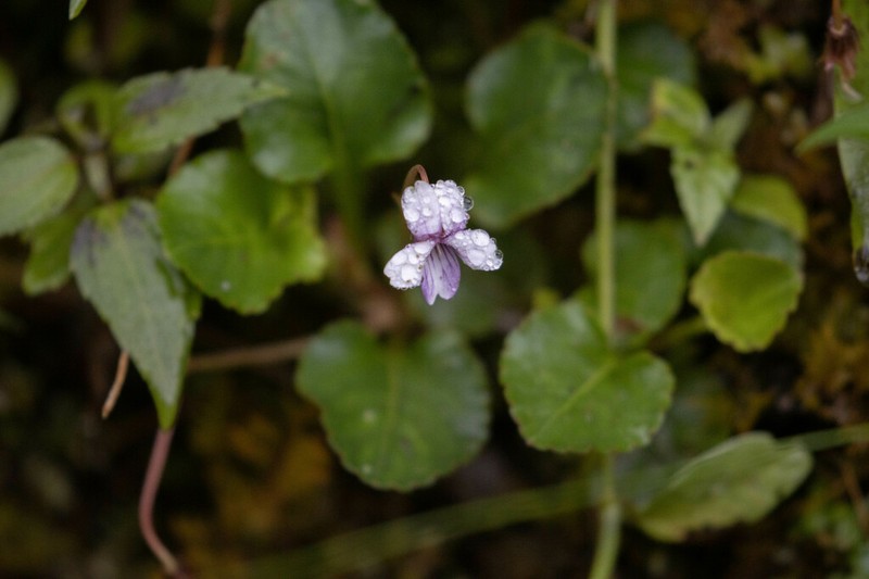 Viola boliviana photo 5