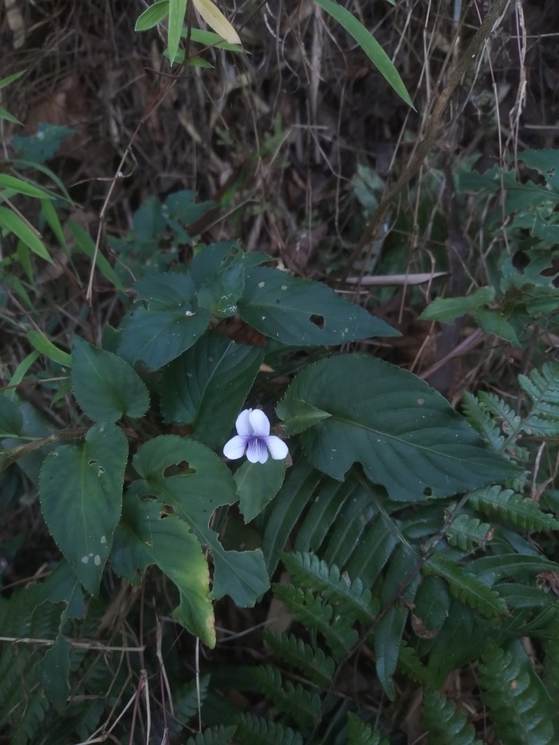 Viola boliviana photo 6