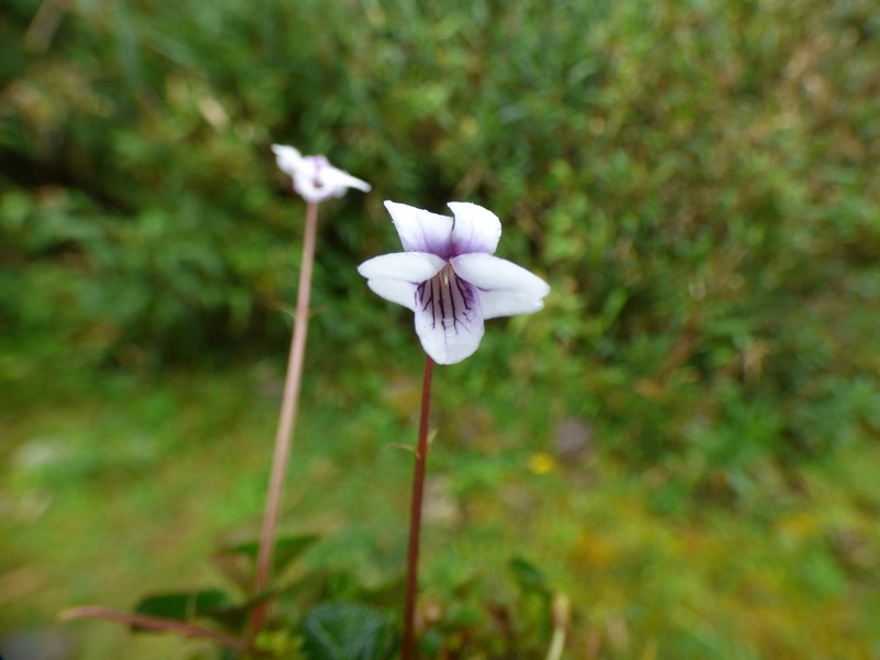 Viola boliviana photo 7
