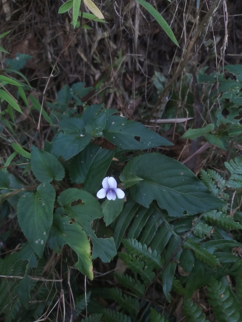 Viola boliviana photo 8