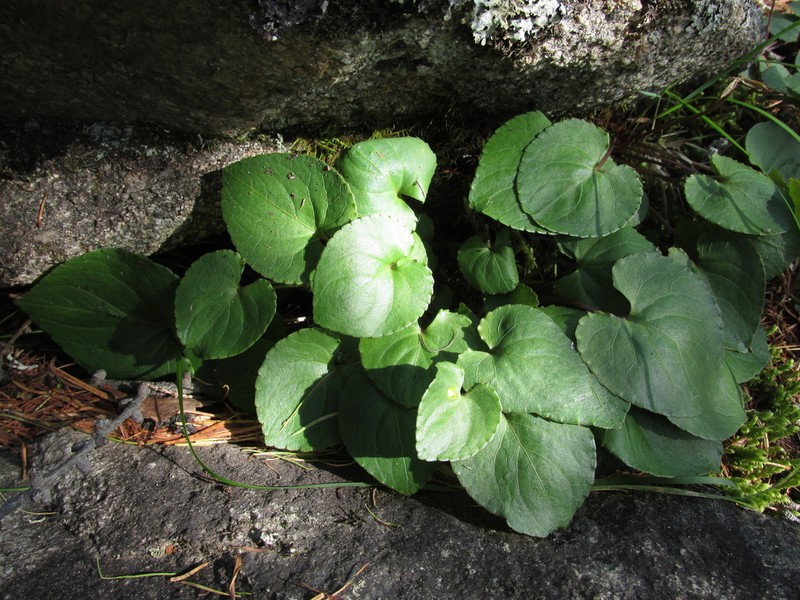Viola brachyceras