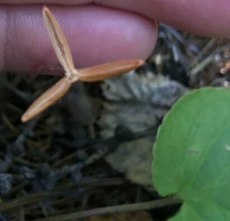 Viola brachyceras photo 2