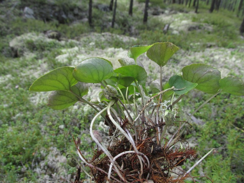 Viola brachyceras photo 3