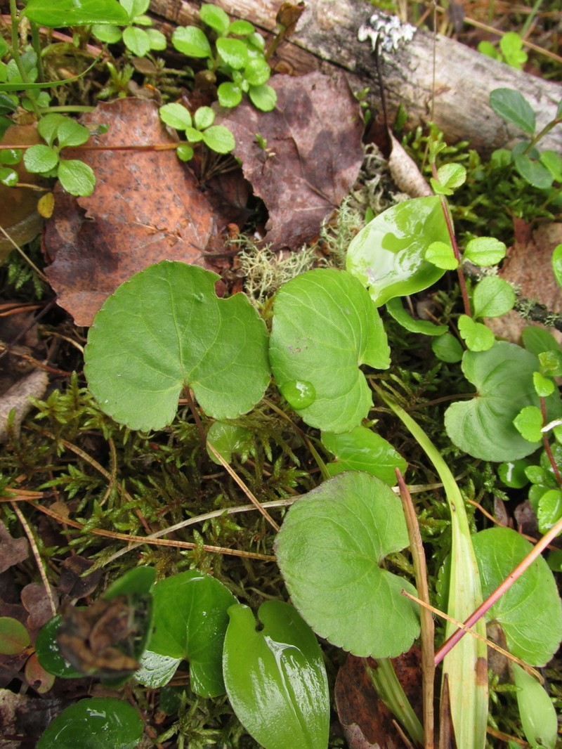 Viola brachyceras photo 4