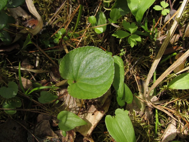 Viola brachyceras photo 5