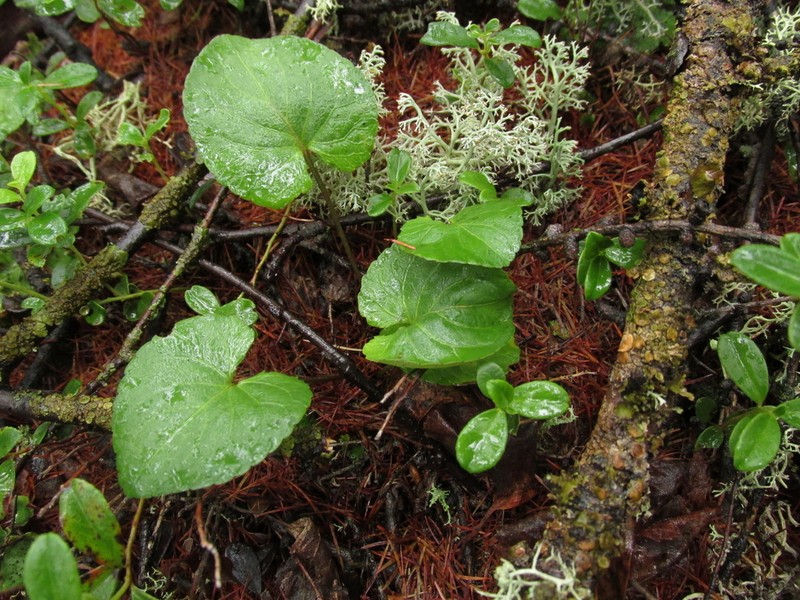 Viola brachyceras photo 6