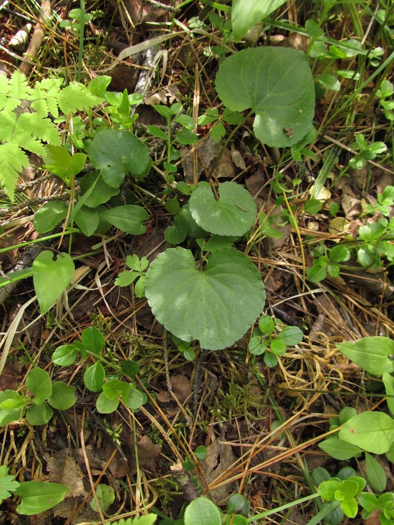 Viola brachyceras photo 7