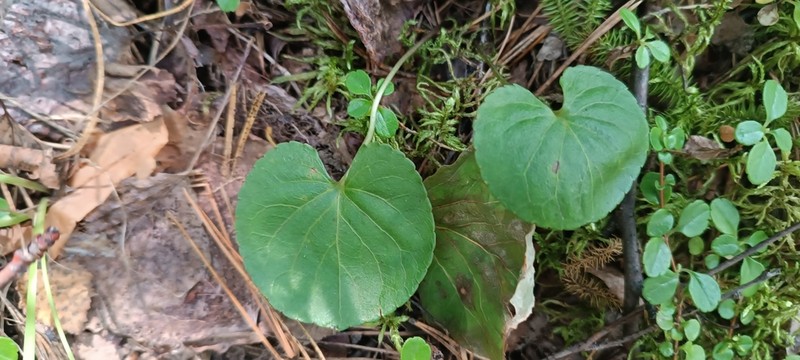 Viola brachyceras photo 8