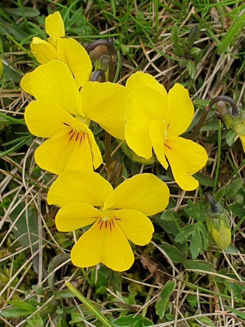 Viola brachyphylla
