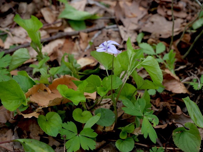 hybrid violet