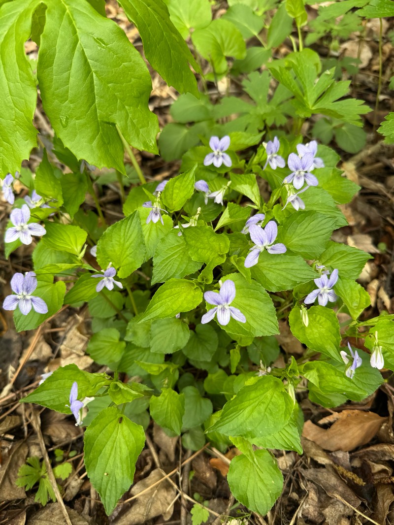 hybrid violet photo 2