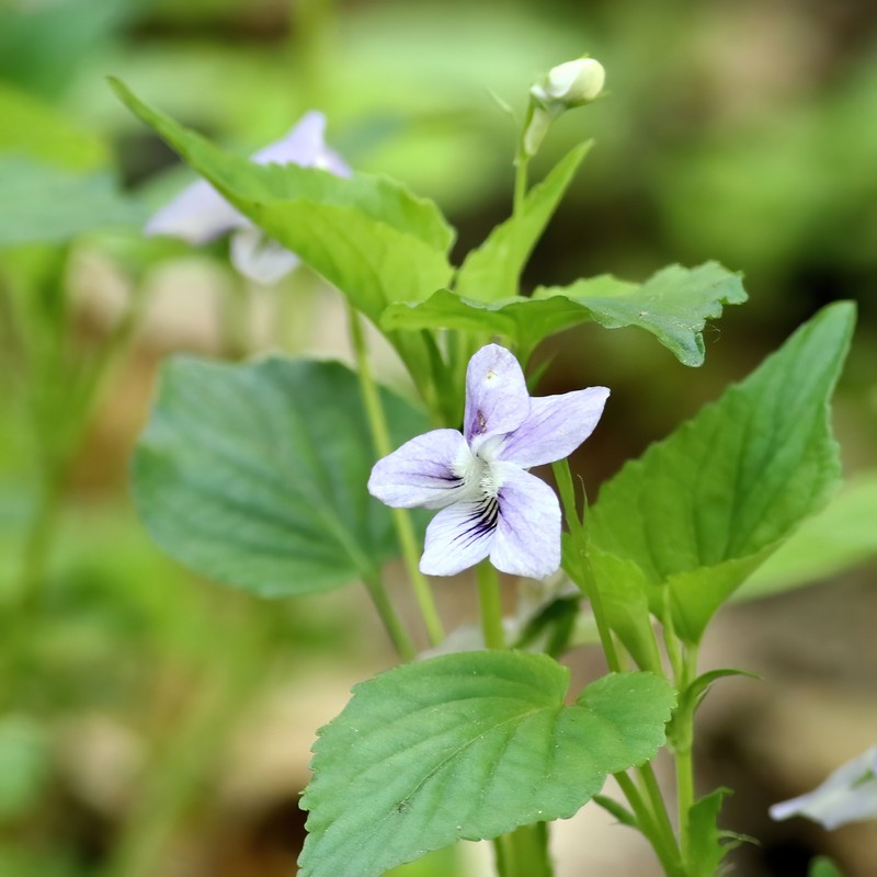 hybrid violet photo 3