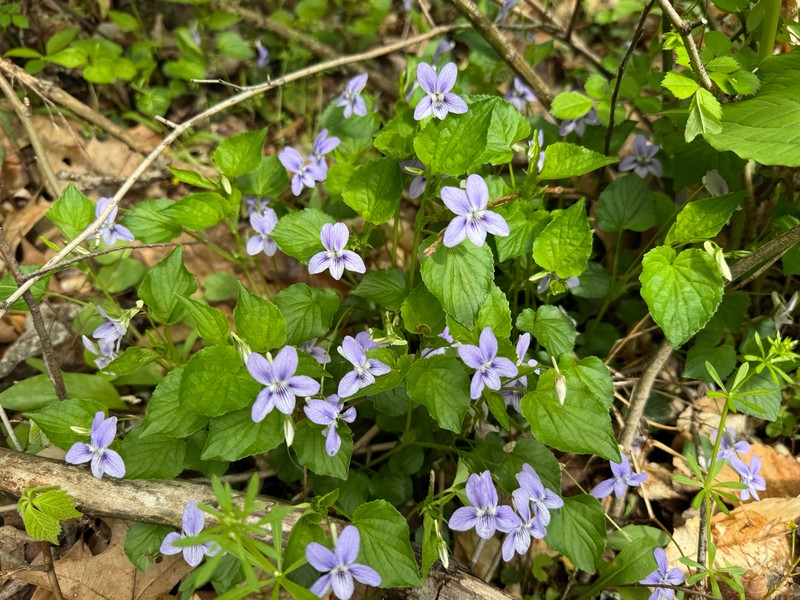 hybrid violet photo 4