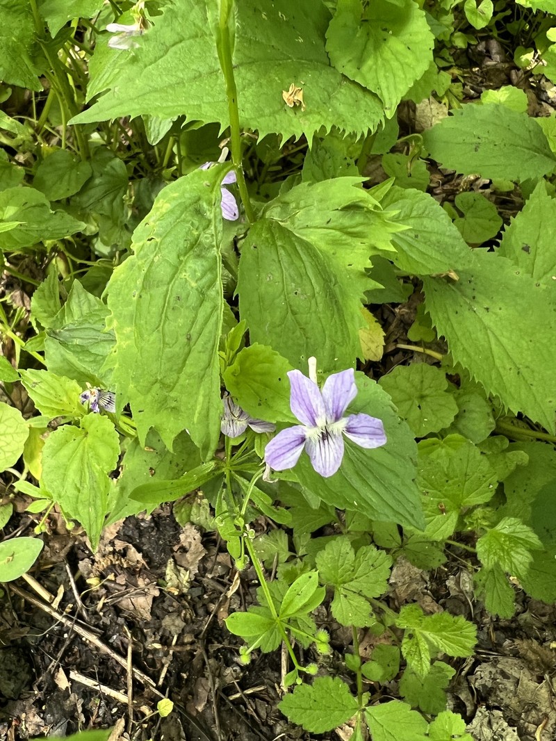 hybrid violet photo 5