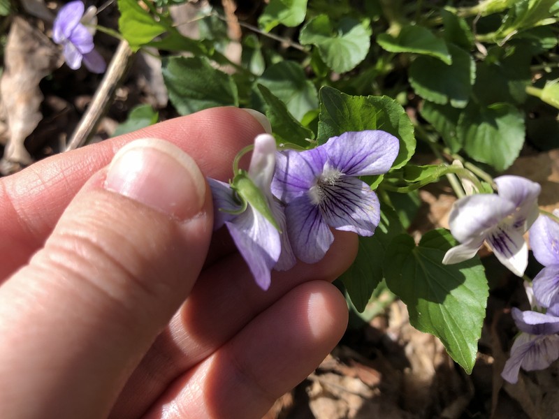 hybrid violet photo 6