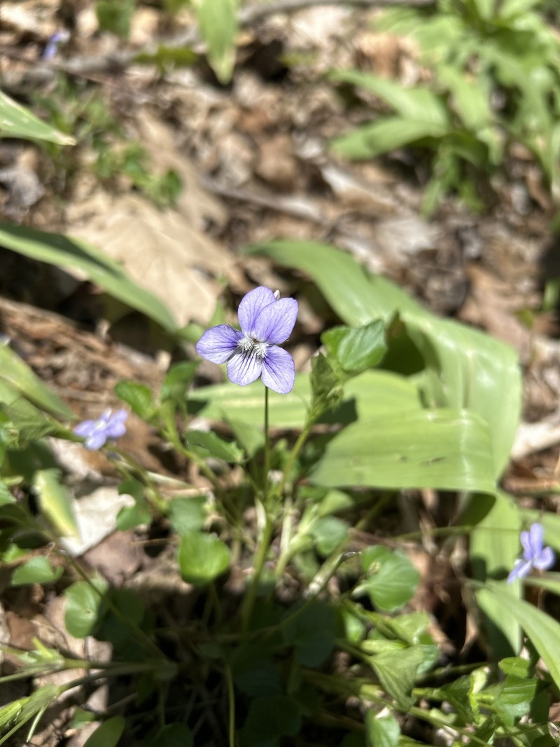 hybrid violet photo 7