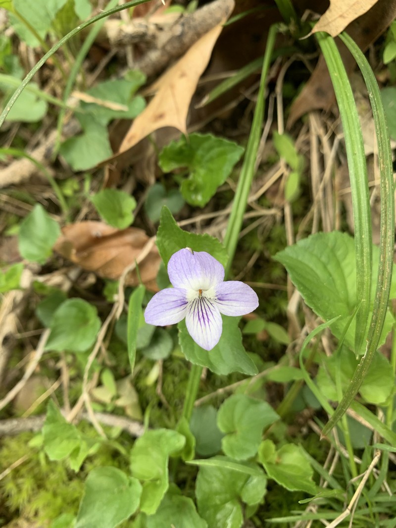 hybrid violet photo 8
