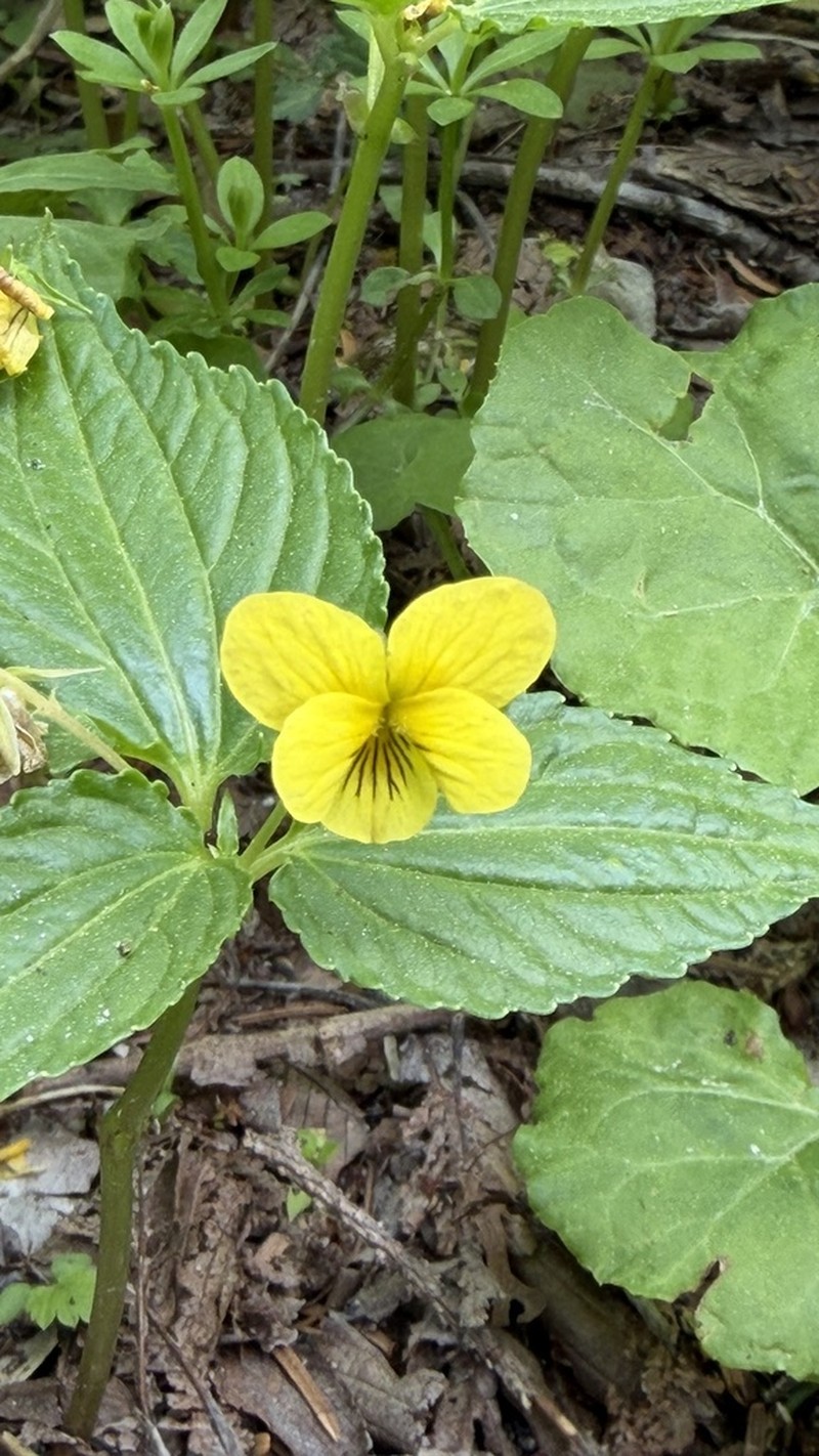 Viola brevistipulata