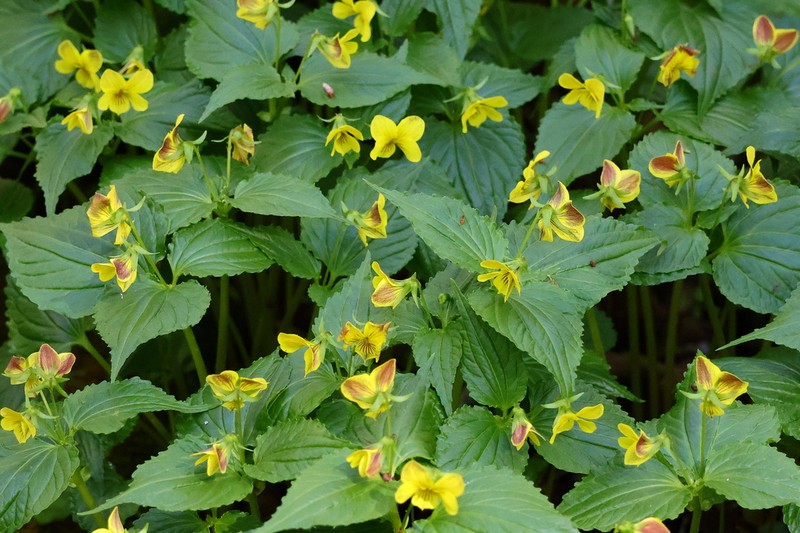 Viola brevistipulata photo 2