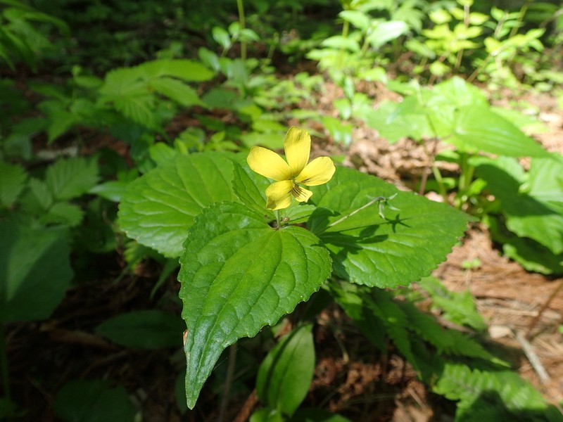 Viola brevistipulata photo 3