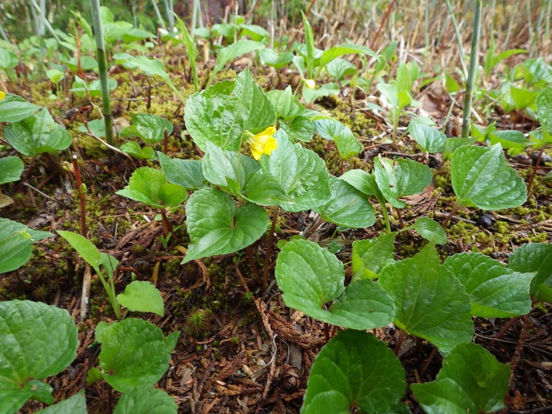 Viola brevistipulata photo 4