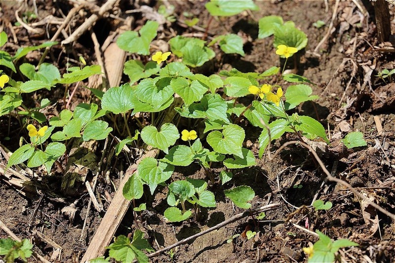 Viola brevistipulata photo 5