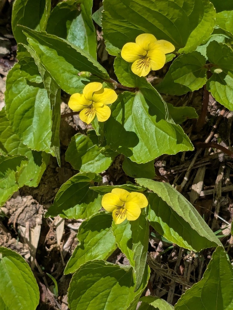 Viola brevistipulata photo 6