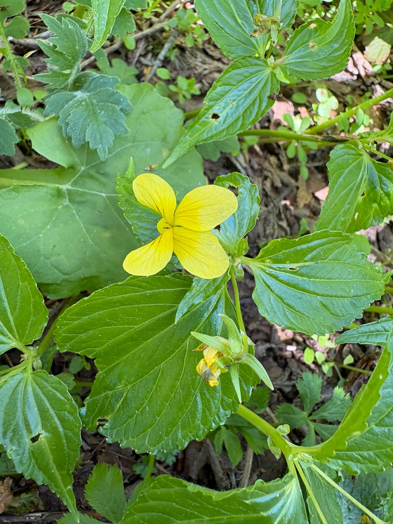 Viola brevistipulata photo 7
