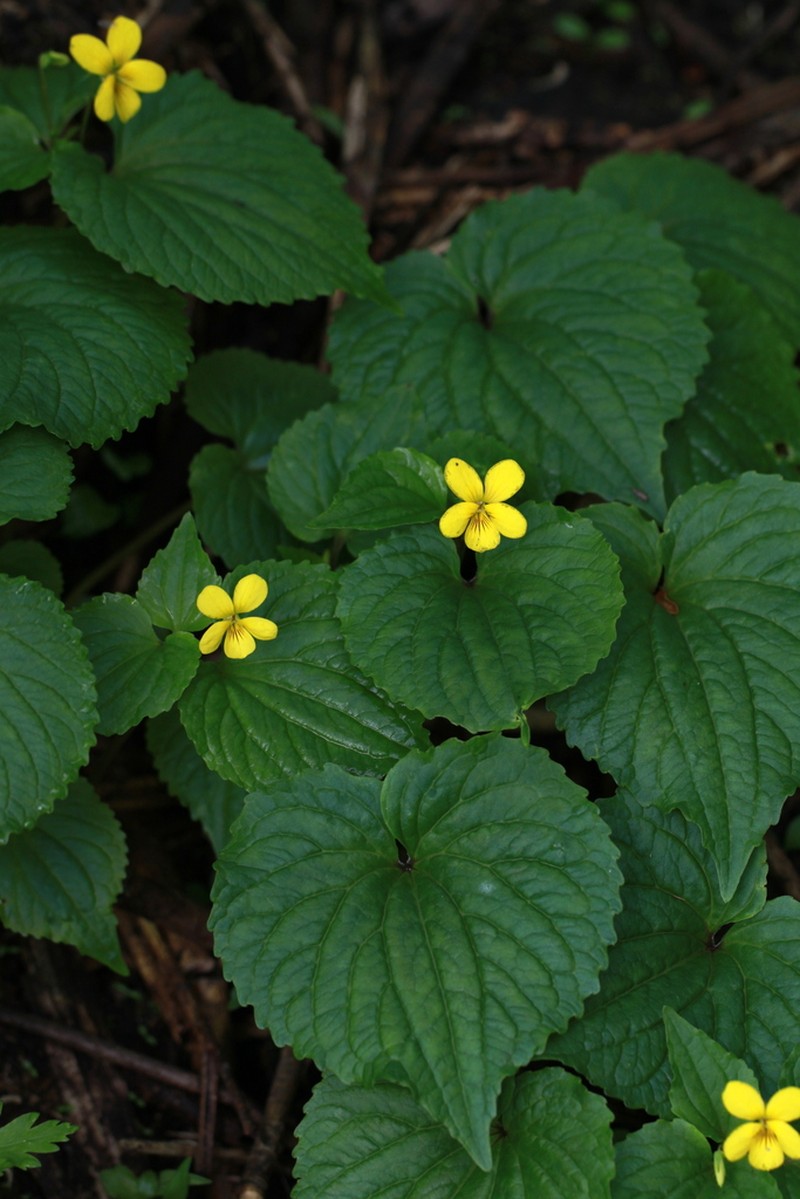 Viola brevistipulata photo 8