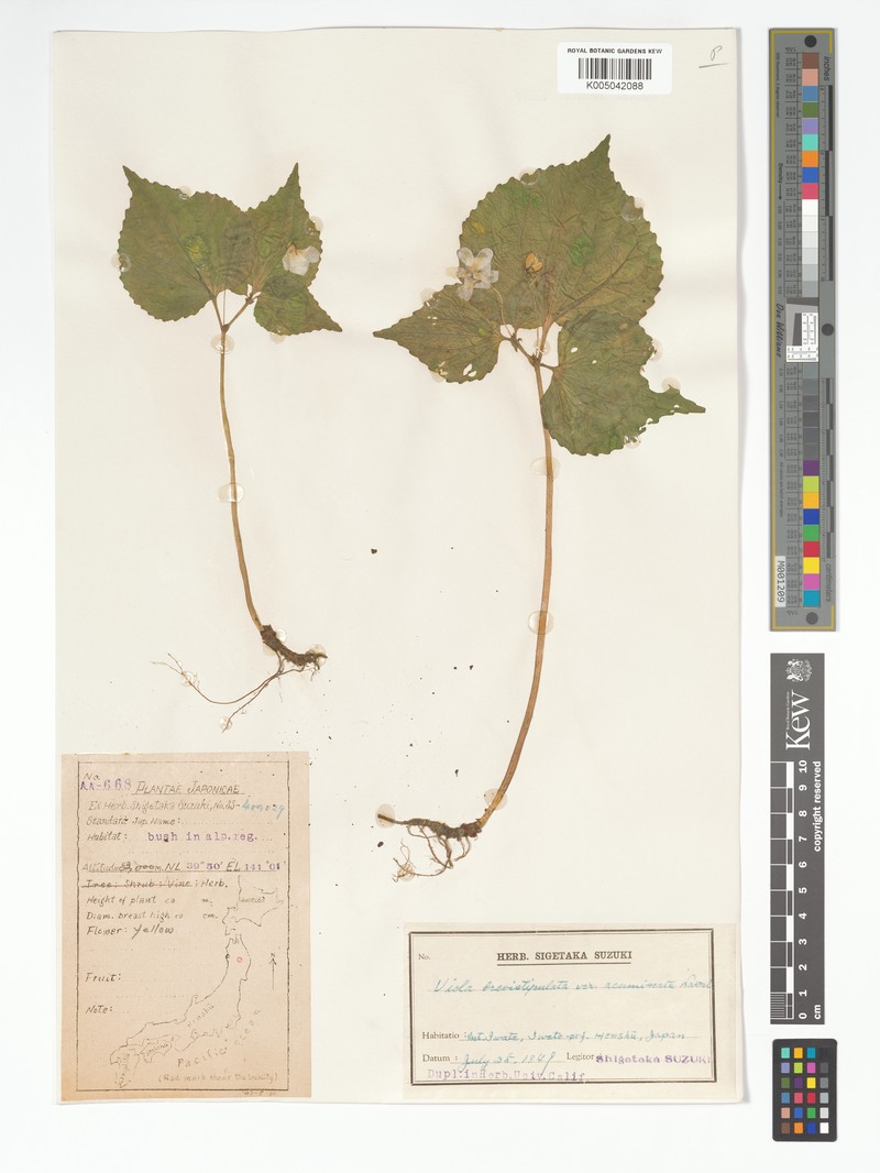 Viola brevistipulata var. acuminata