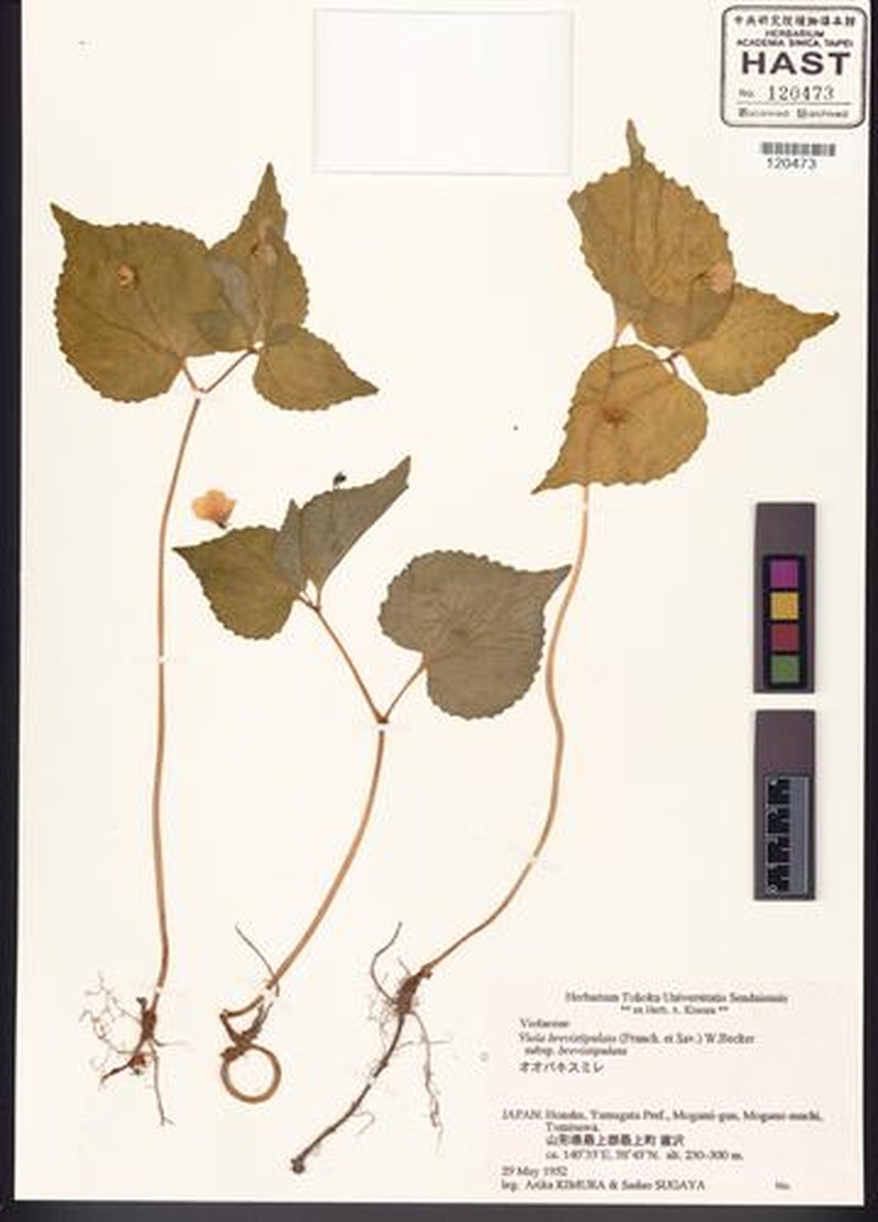 Viola brevistipulata var. brevistipulata