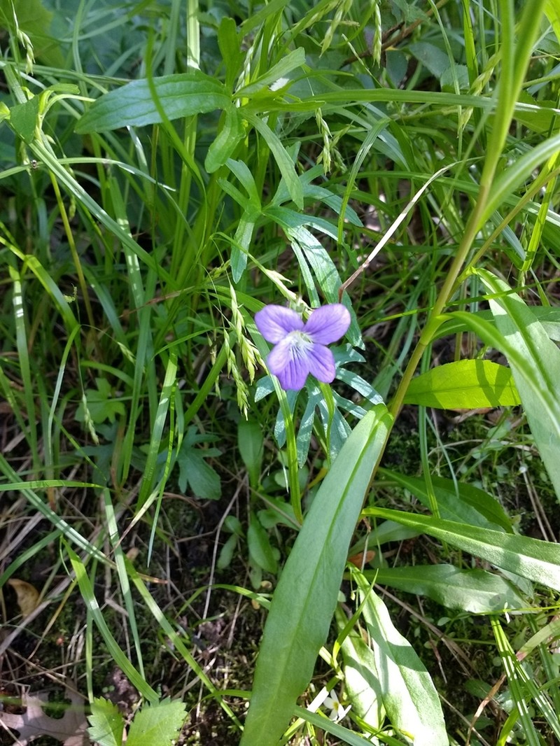 Northern Coastal Violet photo 2