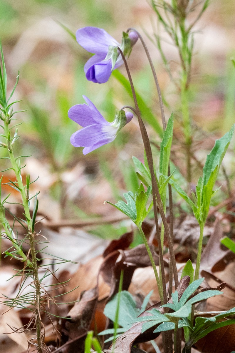Northern Coastal Violet photo 3