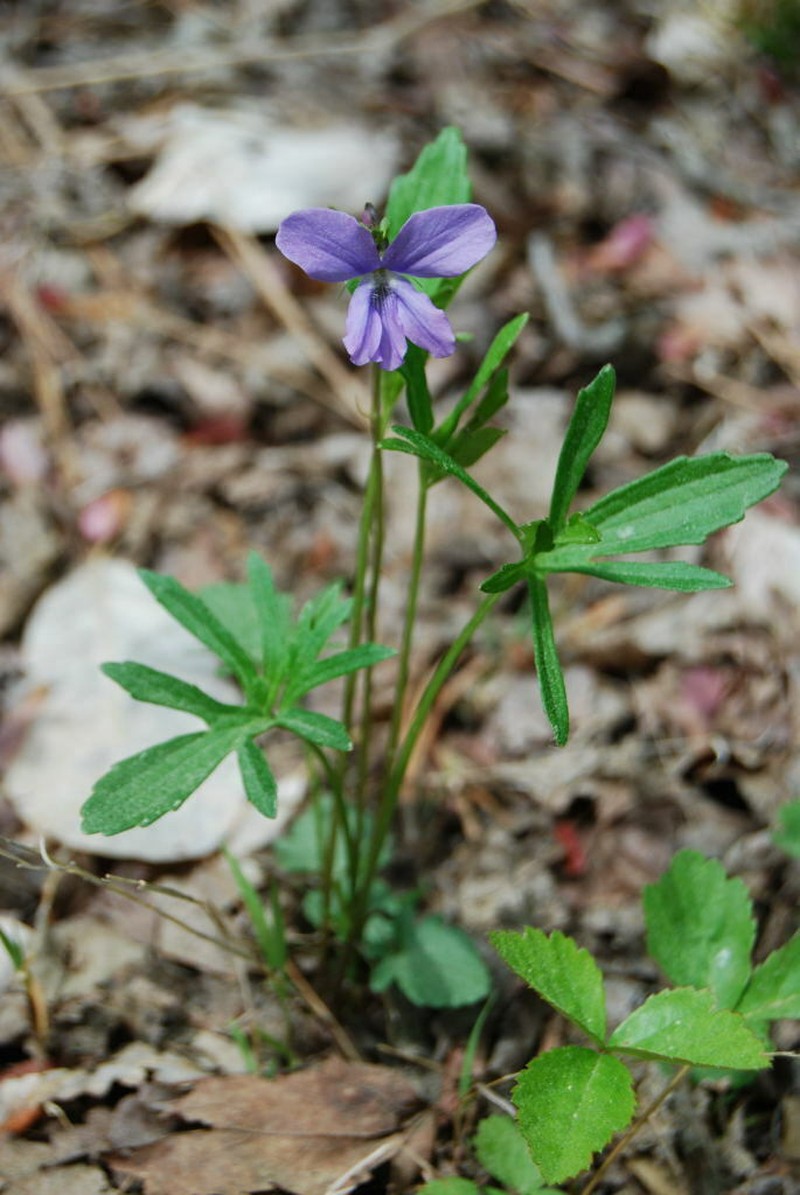 Northern Coastal Violet photo 4