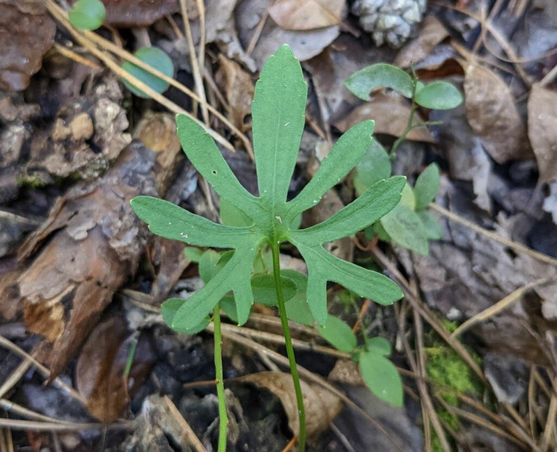 Northern Coastal Violet photo 5