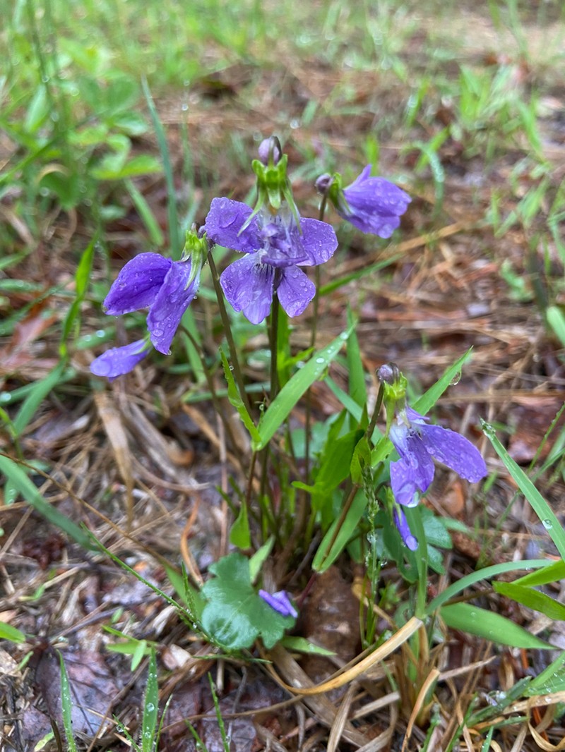 Northern Coastal Violet photo 6